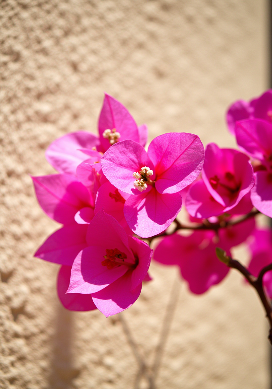 Bougainvillea — Sicilian summer